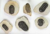 Lot: Assorted Devonian Trilobites - Pieces #76915-3